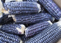 Zapatista Blue corn