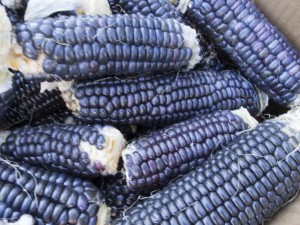 Zapatista Blue corn